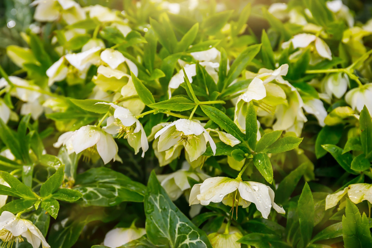 Gardeners' notes - jobs to do in January