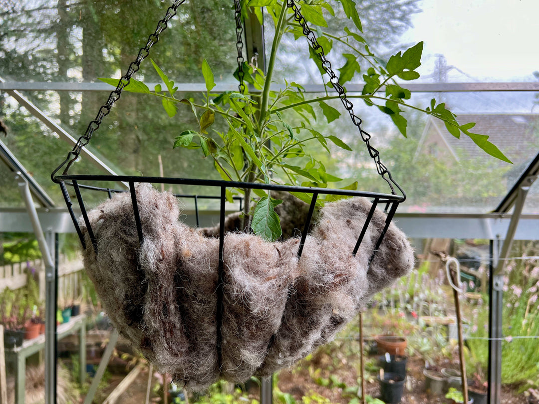 Greener gardening - sustainable wool pots