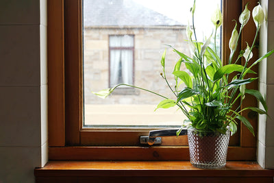 Body, soul and gardening - houseplants to the rescue