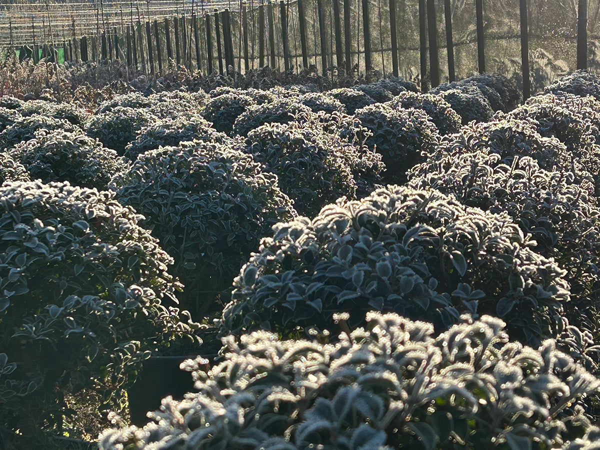 Winter Structure - structural shrubs