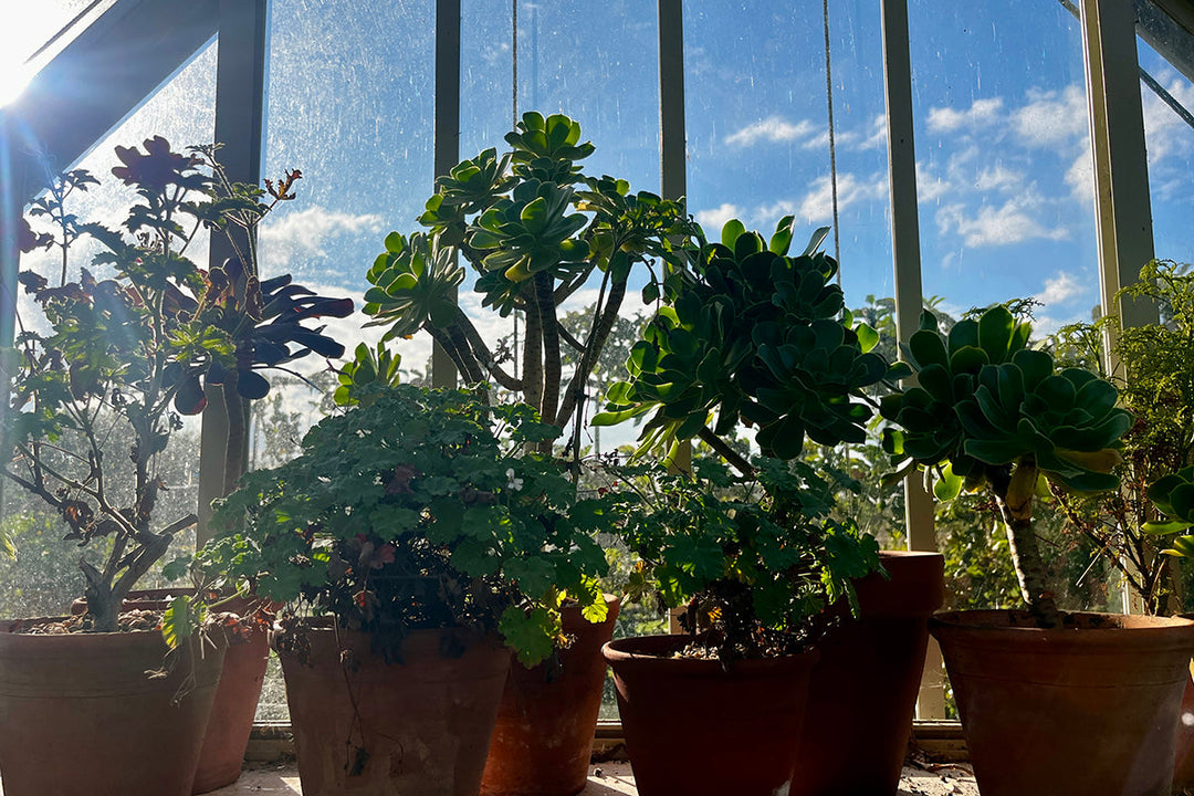 Note 17: In from the Cold - chutney, salad and summer pots
