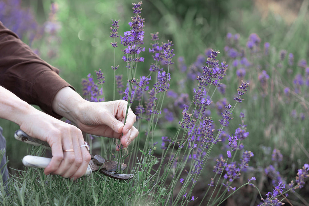 Gardeners' notes - jobs to do in August
