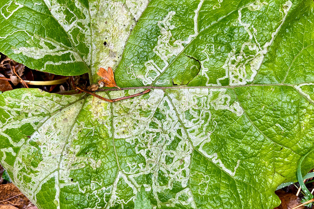 Leaf mining moths and flies