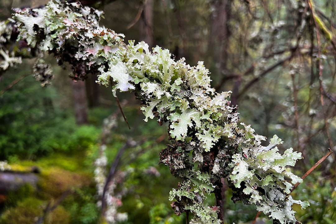 Wildlife in the garden - lichen