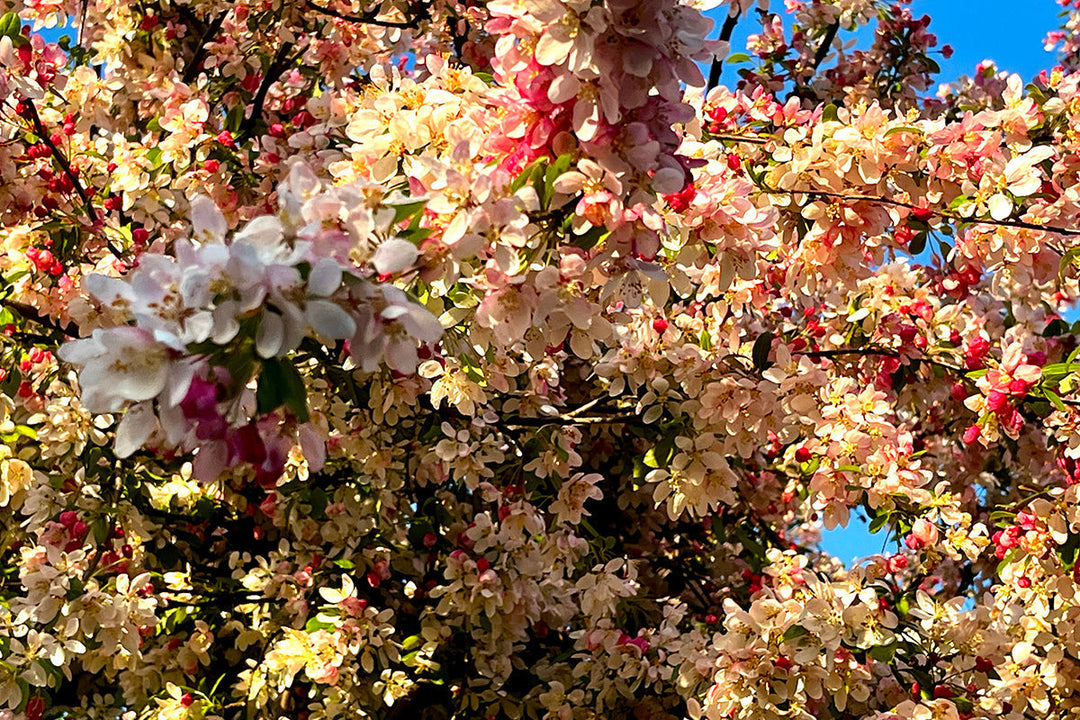Note 7: Malus floribunda - the best of spring blossom