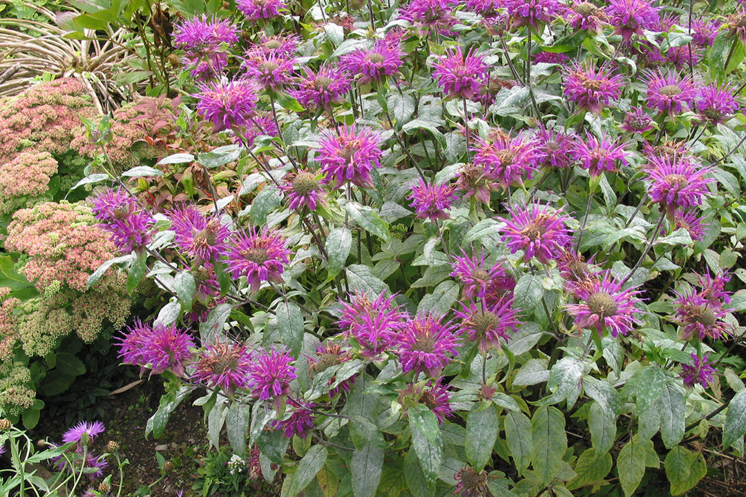 Monarda