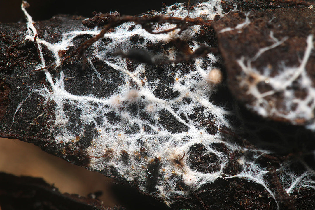 Body, soul and gardening - mycorrhizal fungi for healthy plants and people