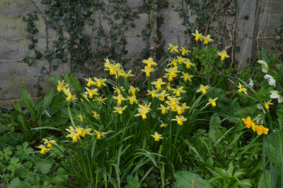 Spring without daffodils is not really spring!