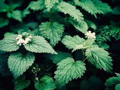 Nettles: the new must-have garden feature?