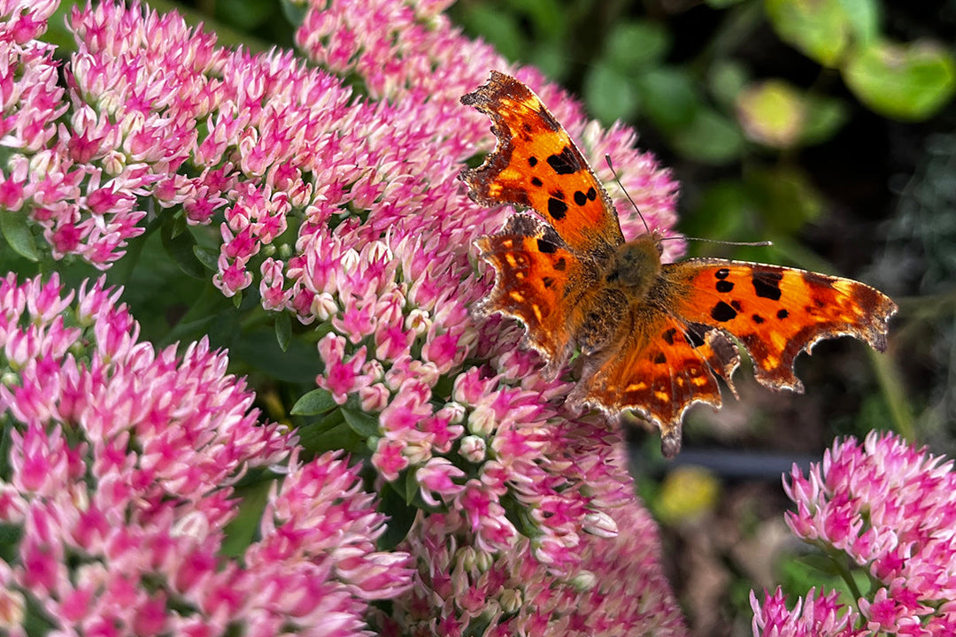 Note 16: Late Season Garden Activity and the Summer of 2026