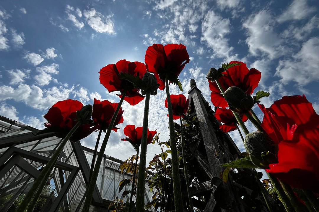 Note 10: Oriental poppies - ephemeral visitors to the early summer border