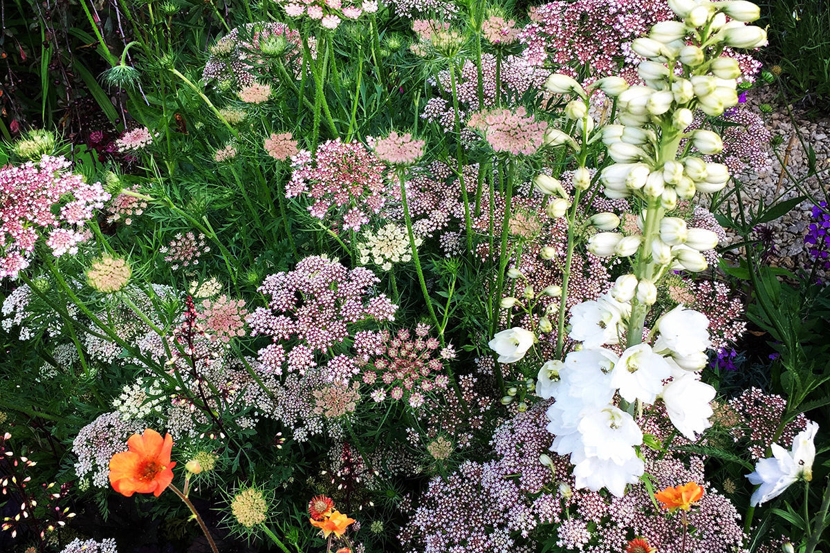 Note 2: ORNAMENTAL CARROTS - 'Purple Kisses' and ‘Dara’.