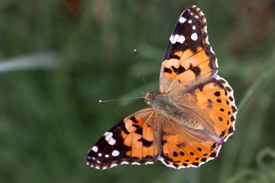 Count the Painted Lady butterfly