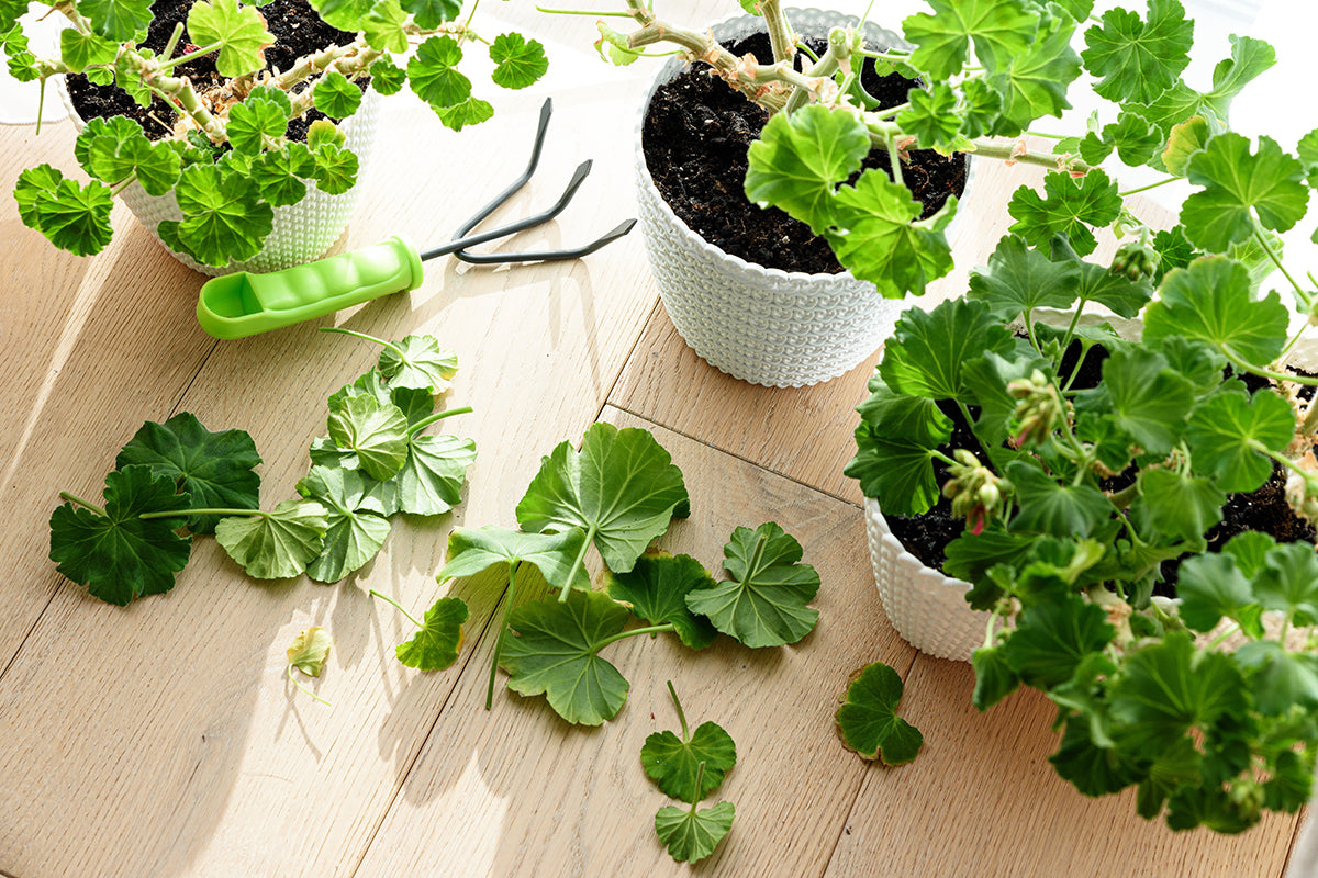 Gardeners' notes - jobs to do in June