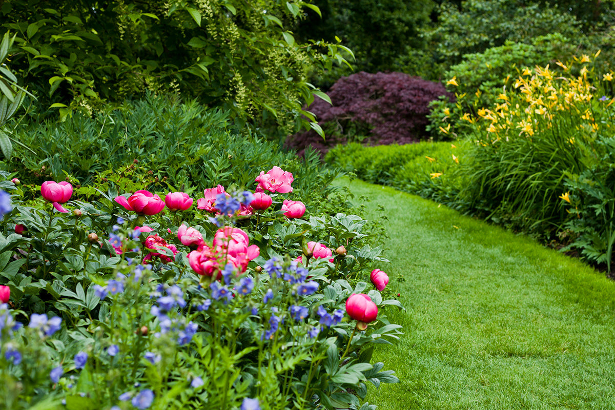Plant of the month - peonies