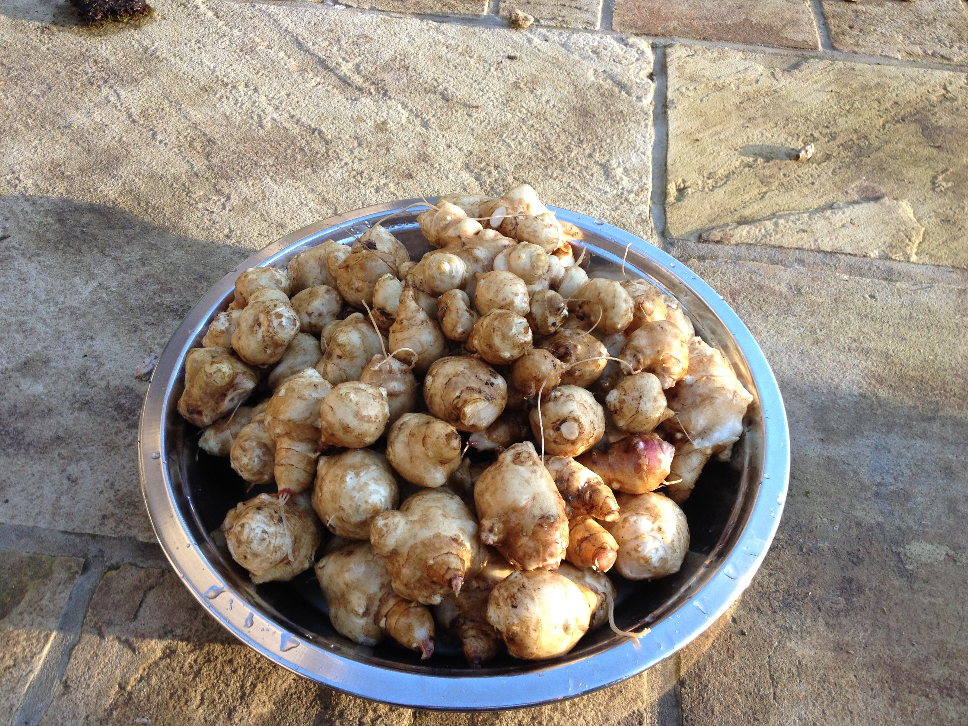 Body, soul and gardening - perennial vegetables – Genus Gardenwear