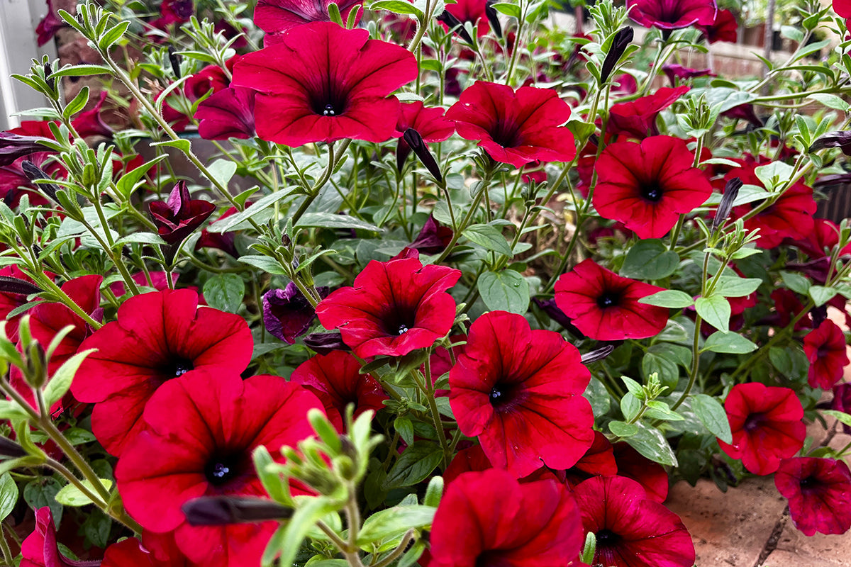 Note 9: Petunia Red Velour - a great performer