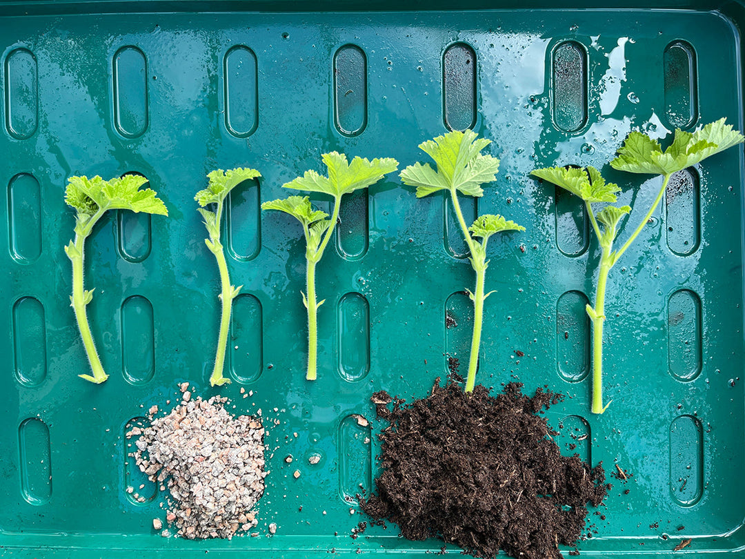 Petunias and pelargs - planning for next year