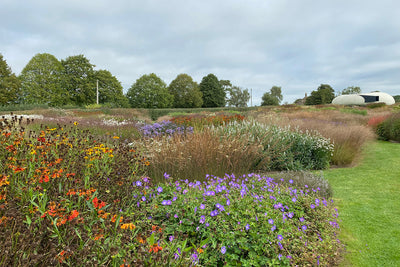 Piet Oudolf Field, Bruton, Somerset