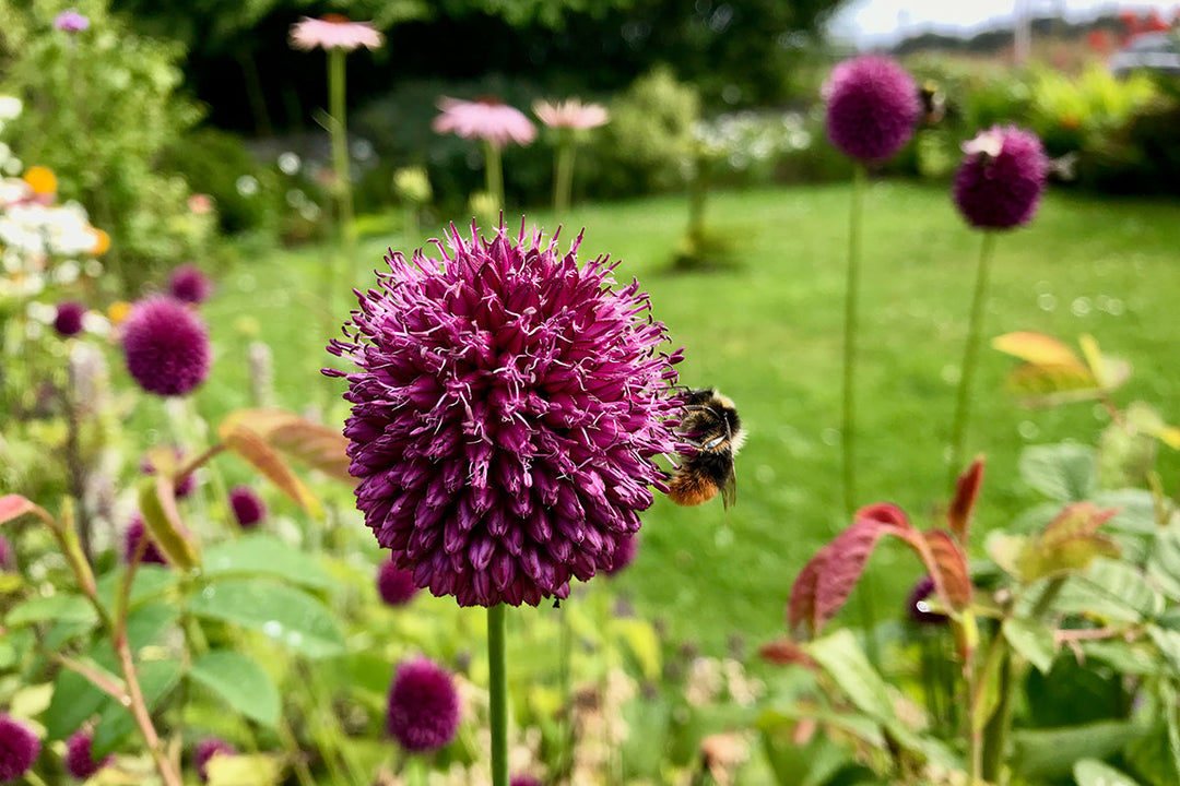 Plant of the month - allium