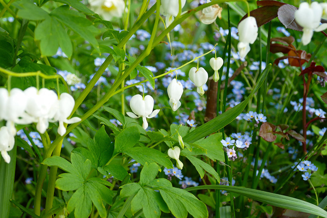 Plant of the month - bleeding heart