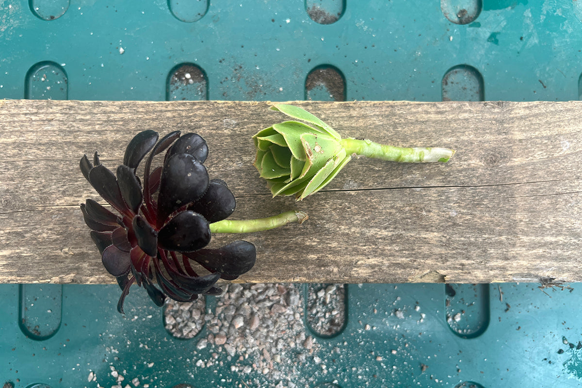 Keep on propagating - plants for free