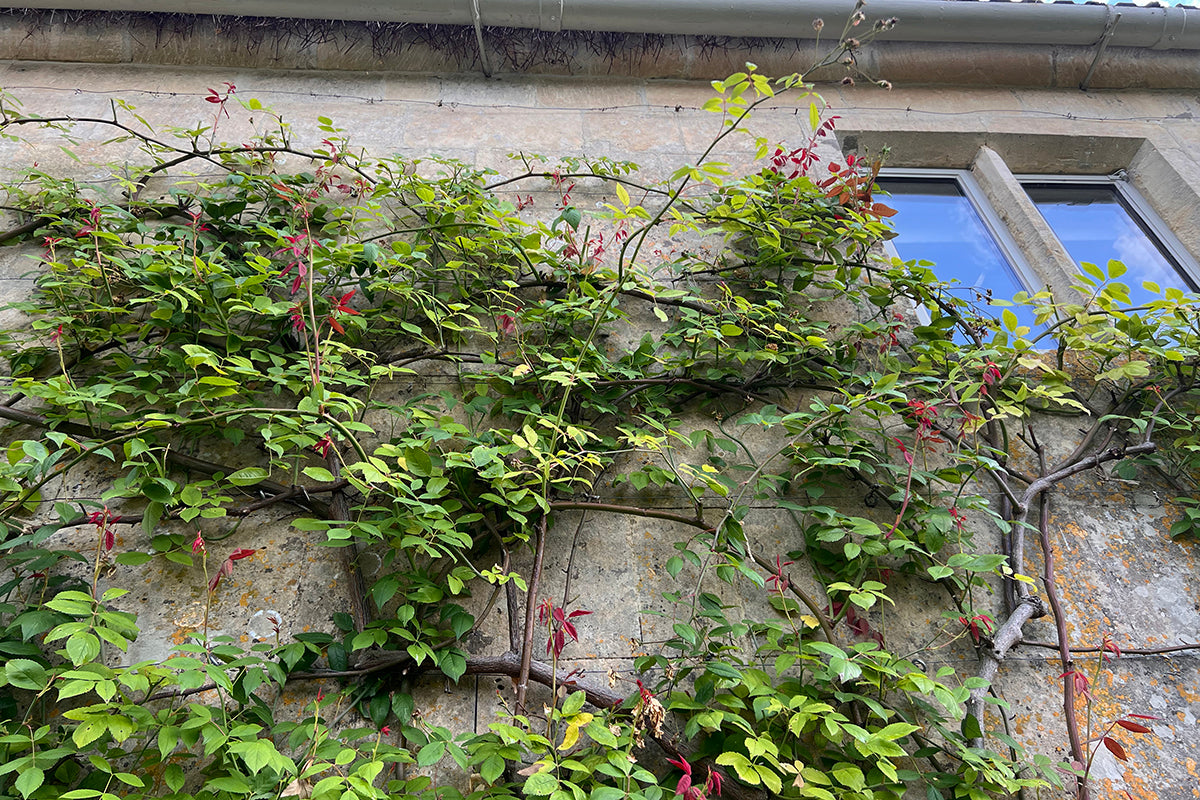 Gardeners' notes - what to do in August!