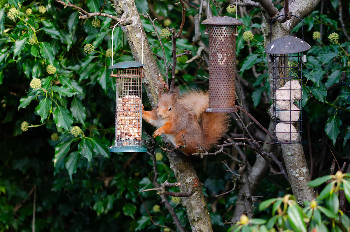 Wildlife in the garden - red squirrels