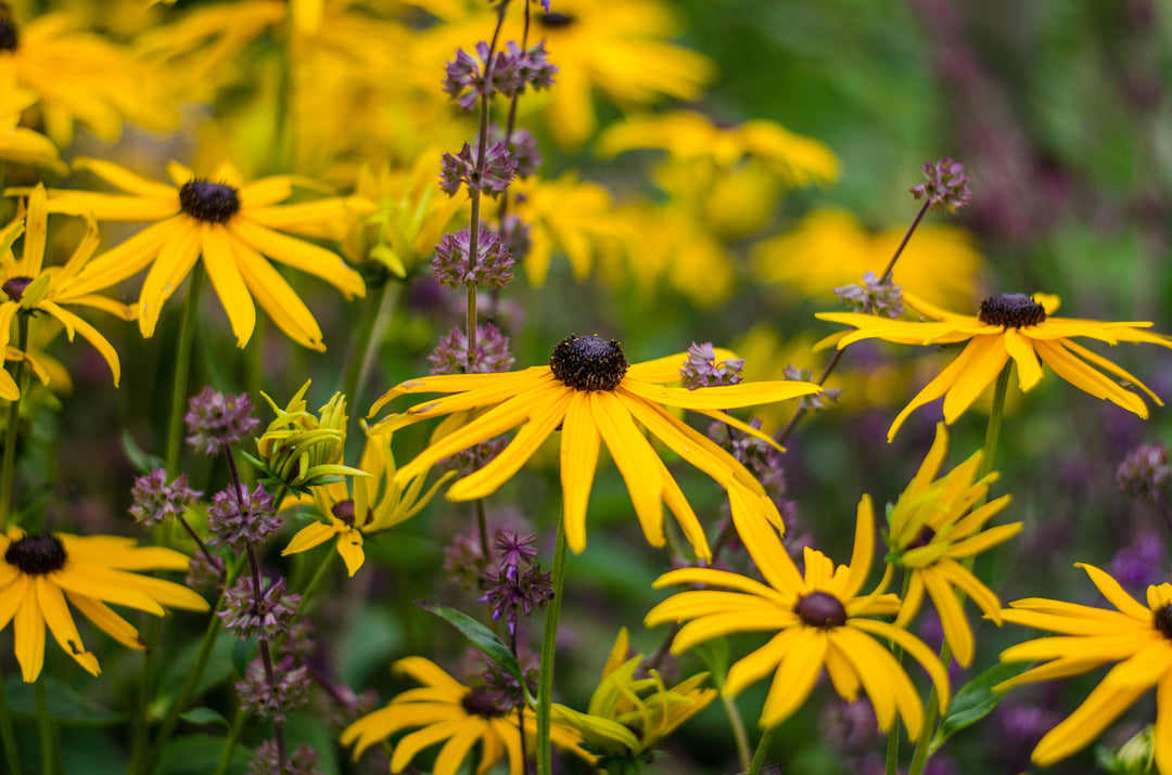 Plant of the month - Rudbeckia