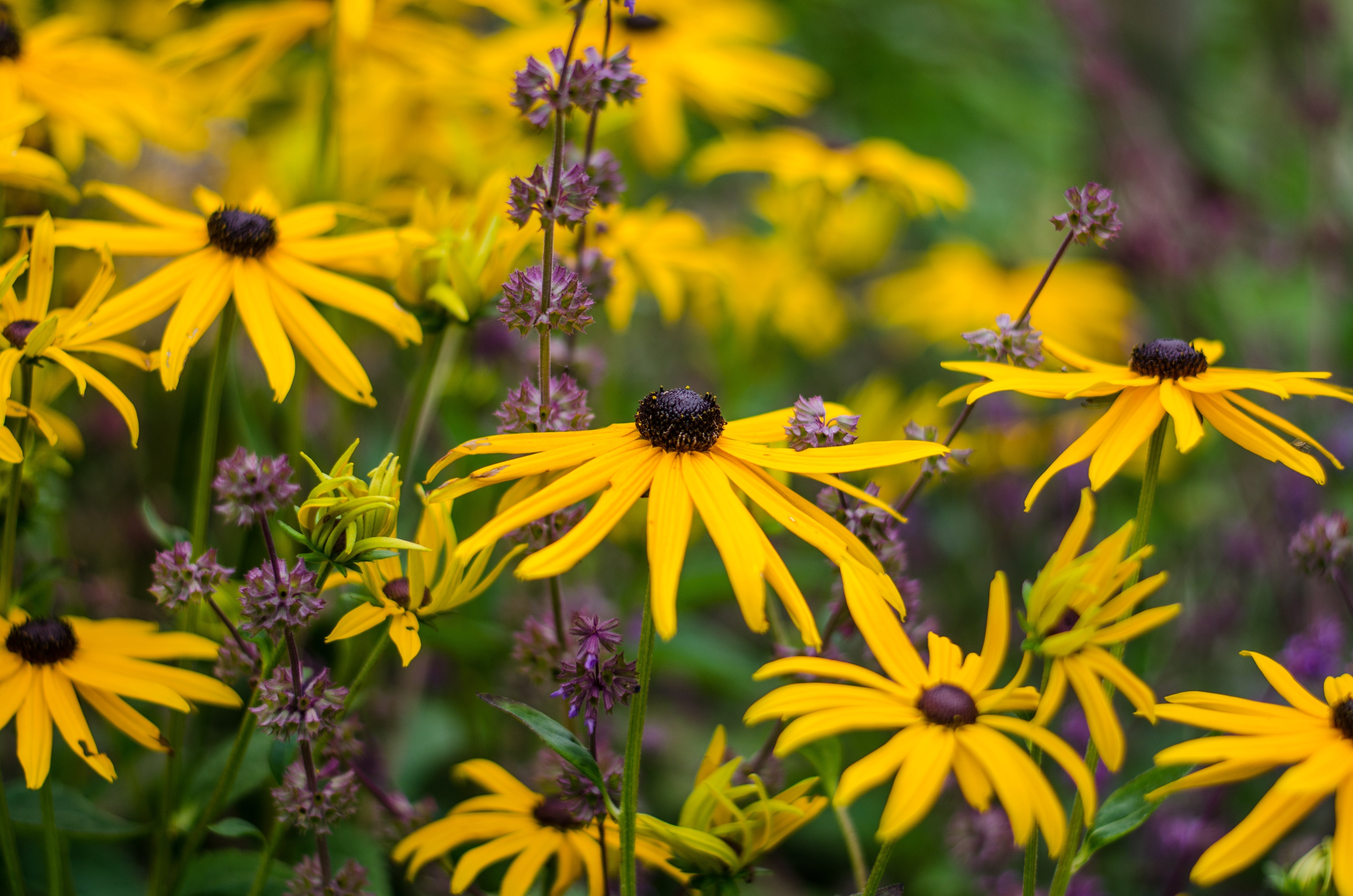 Plant of the month - Rudbeckia