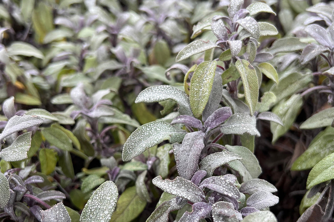 Plant of the month - sage