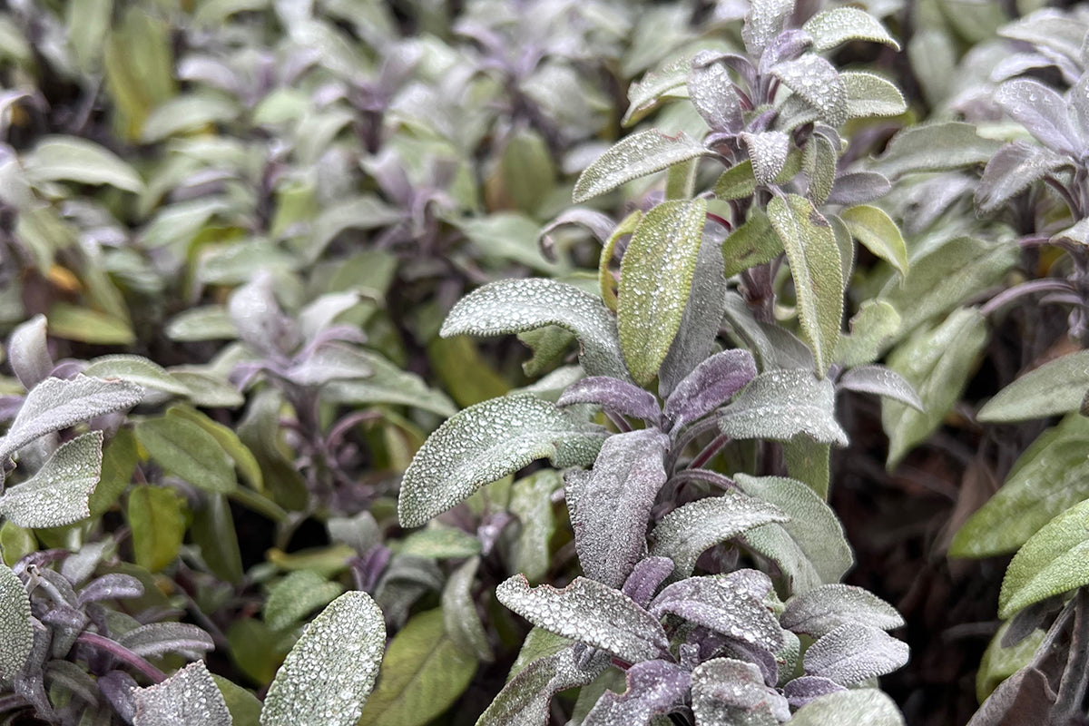 Plant of the month - sage
