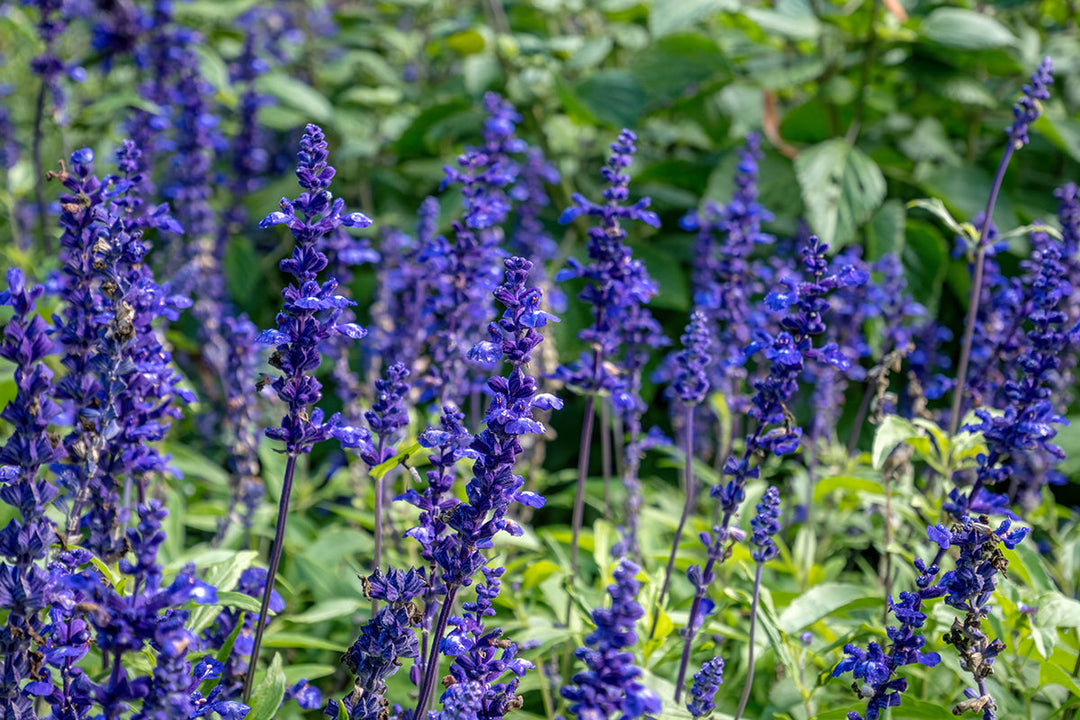 Plant of the month - Salvia