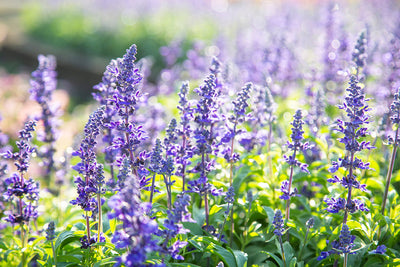Plant of the month - salvias