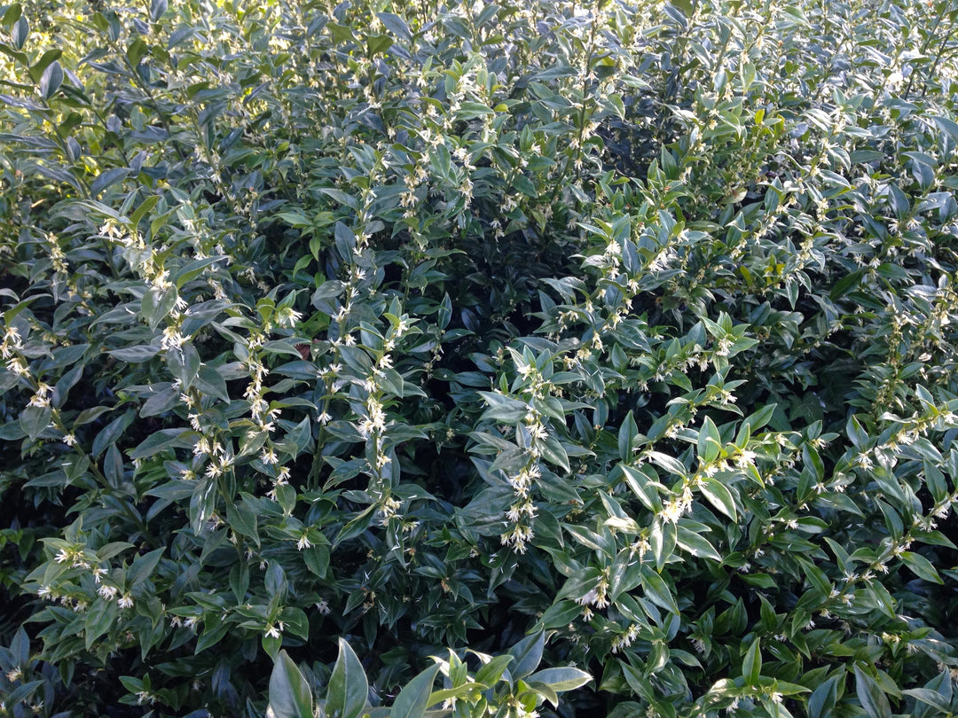 Mysterious and sweet - where’s the Sarcoccoca?