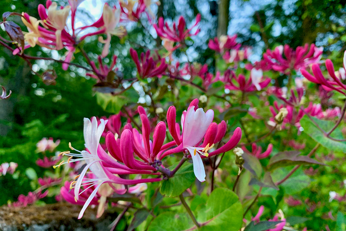 Body, soil and soul - scent in the garden