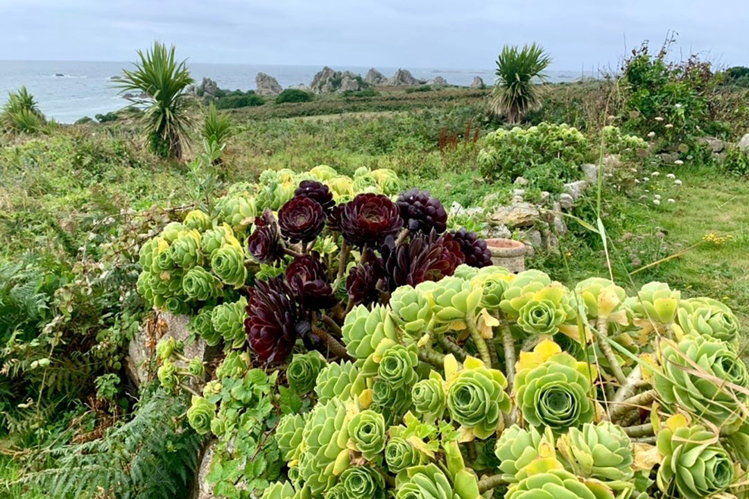 Note 14: SCILLY ODYSSEY - a week away