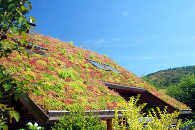 Garden trends - living roofs