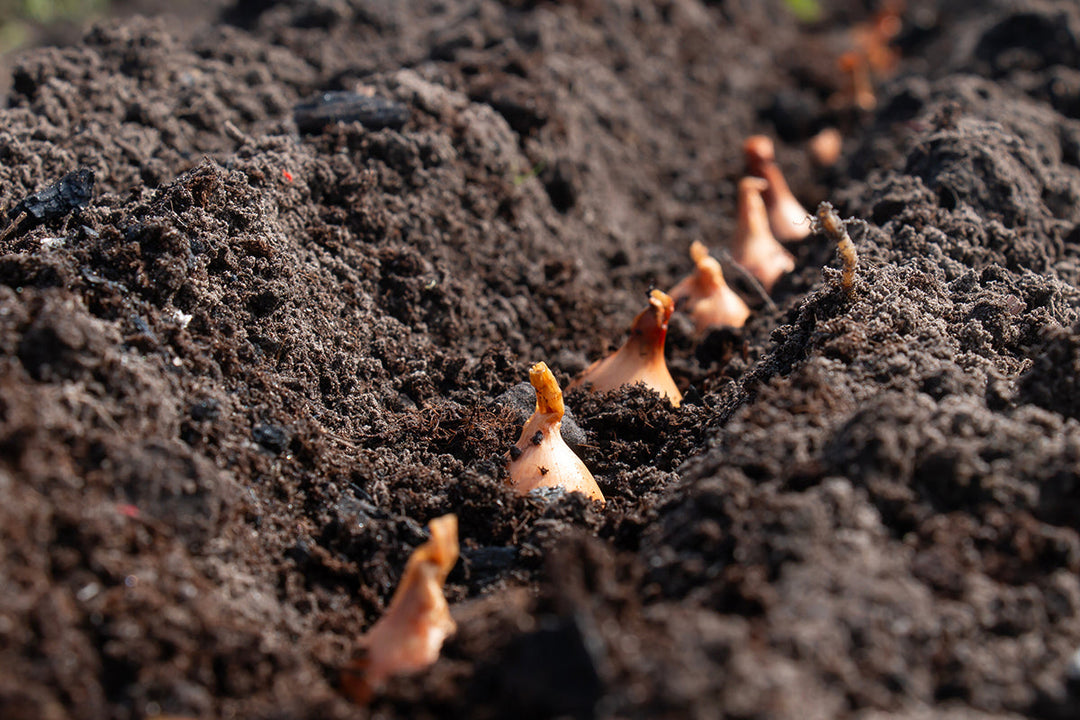 Gardeners' notes - what to do in October