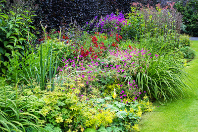 Body, soul and gardening - successional planting to stimulate the senses
