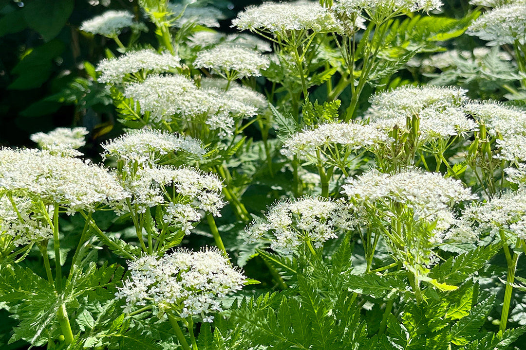 Sweet Cicely - the ebullient understudy
