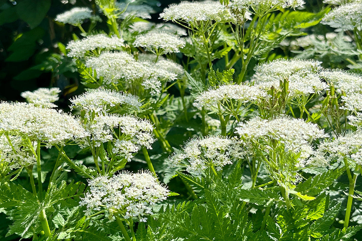 Sweet Cicely - the ebullient understudy