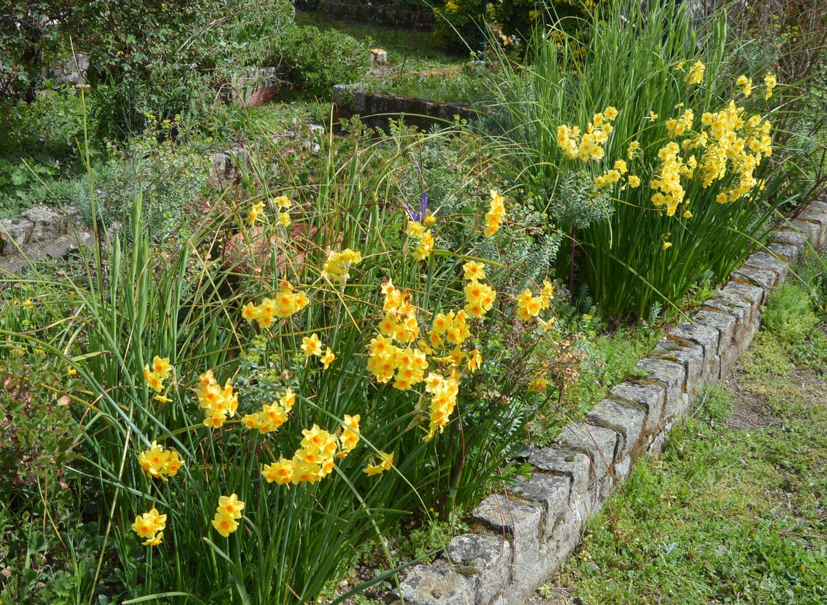 Daffodils versus Tulips