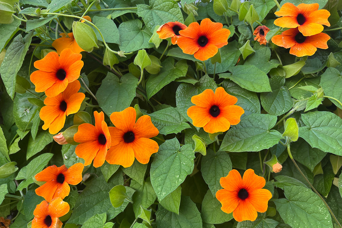 Black Eyed Susan - aiming for world domination