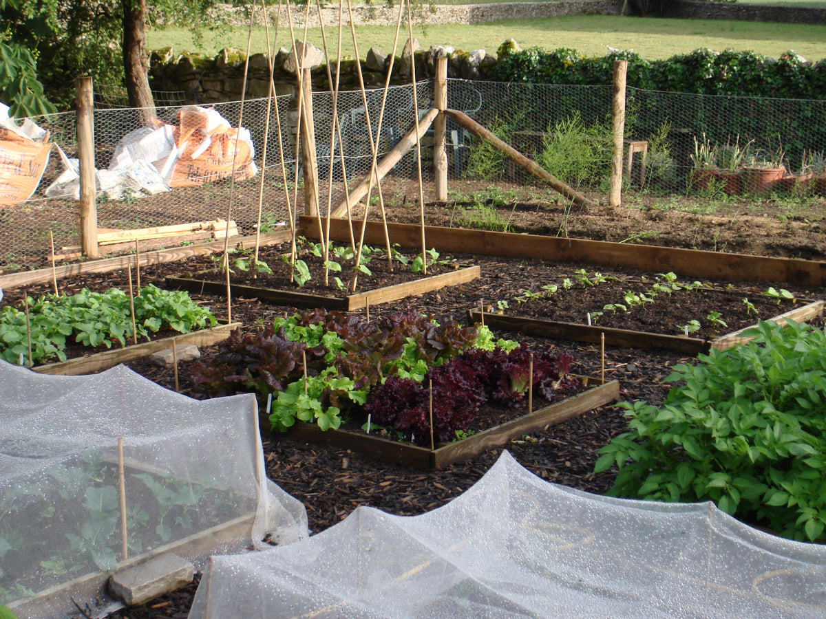 Grow vegetables for a healthy body and mind