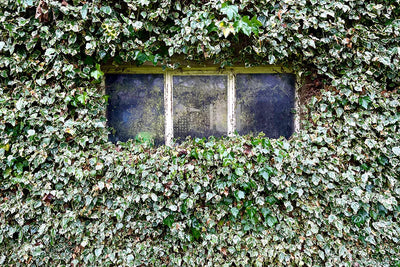 Versatile Ivy