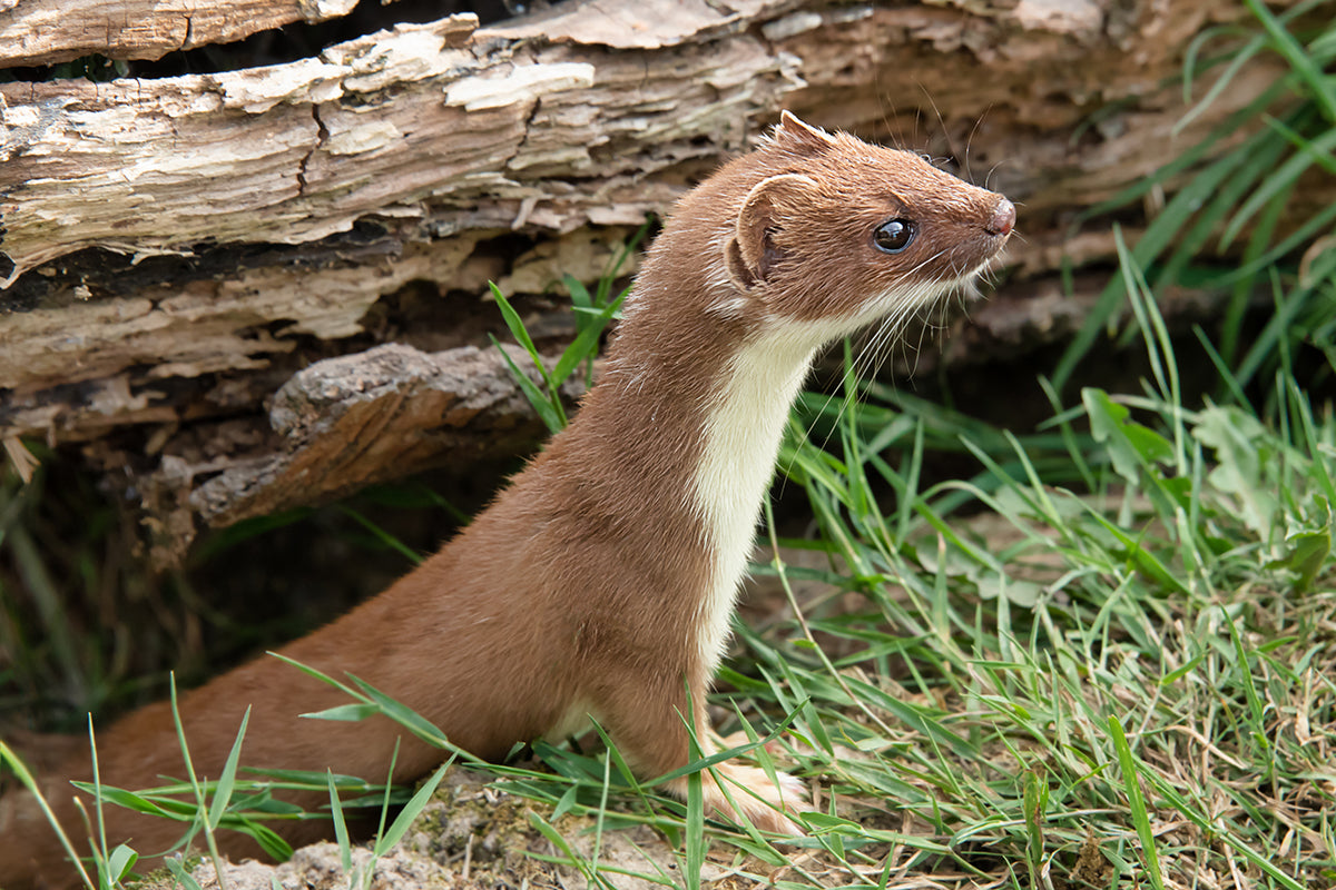 Wildlife in the garden - weasels