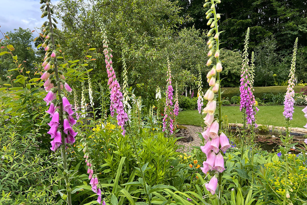 Gardeners' notes - what to do in June!