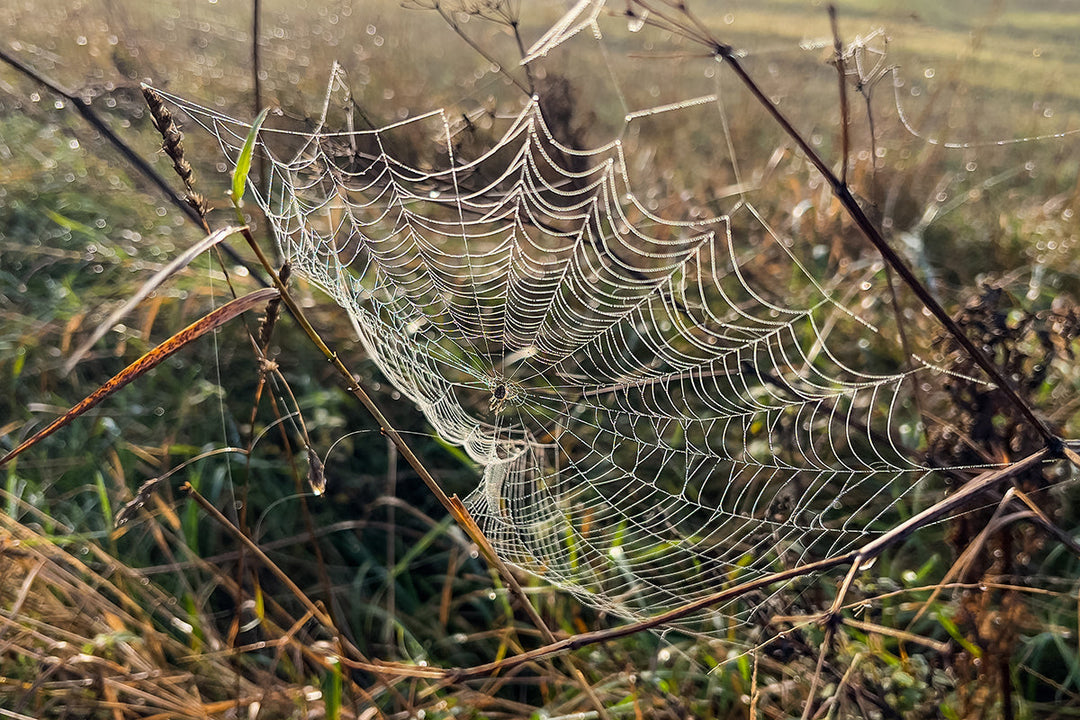 Wildlife in the garden - spiders