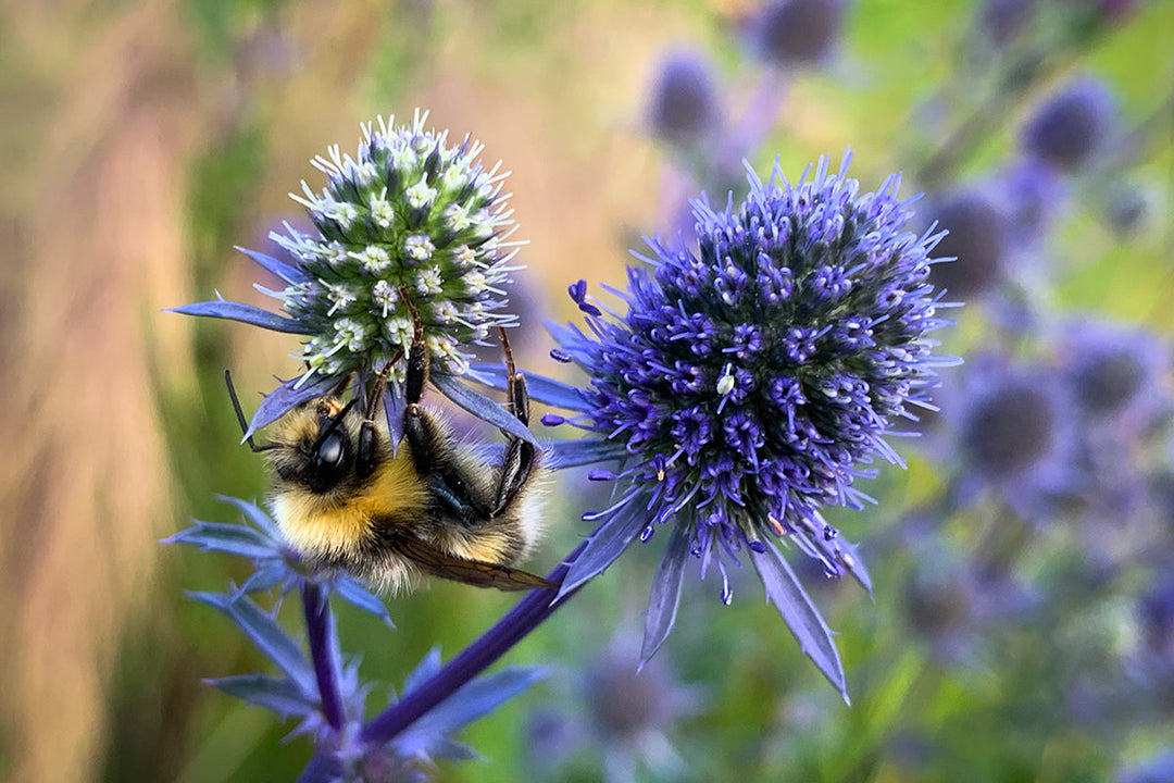 Wildlife in the garden - bumblebees